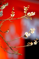 荏柄天神社白梅