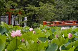 ハス　鶴岡八幡宮