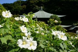 芙蓉　瑞泉寺