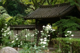 秋名菊　瑞泉寺