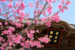 おかめ桜　建長寺