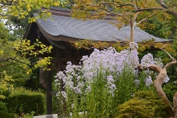 紫苑（シオン）　海蔵寺