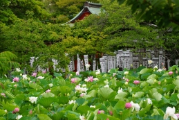 ハス　鶴岡八幡宮