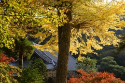 黄葉　円覚寺