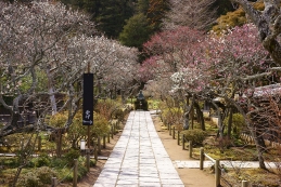 梅　東慶寺