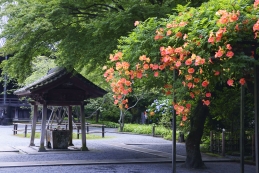 凌霄花（ノウゼンカズラ）　妙本寺