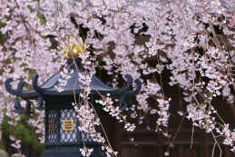 しだれ桜　本覚寺