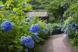 紫陽花　明月院