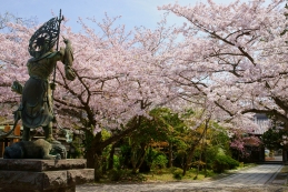 桜　長勝寺