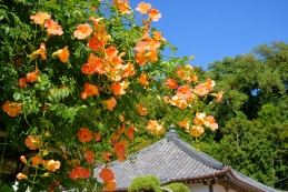 凌霄花（ノウゼンカズラ）　来迎寺（材木座）