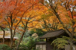 紅葉　瑞泉寺