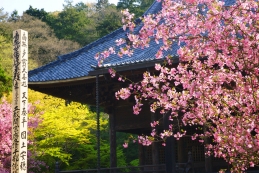 海棠（カイドウ）　妙本寺