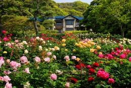 バラ　鎌倉文学館