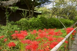 彼岸花　英勝寺