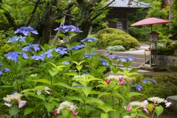 紫陽花　海蔵寺