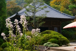 紫苑（シオン）　海蔵寺