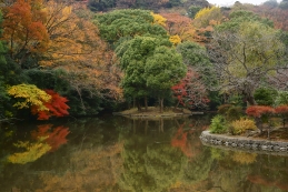 紅葉　鶴岡八幡宮（平家池）