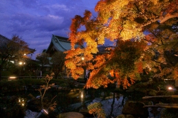 紅葉ライトアップ　長谷寺2