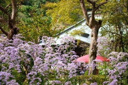 紫苑（シオン）　海蔵寺