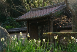 スイセン　瑞泉寺