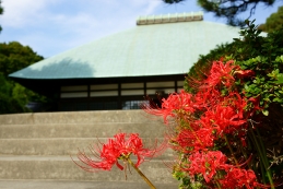 彼岸花　浄妙寺