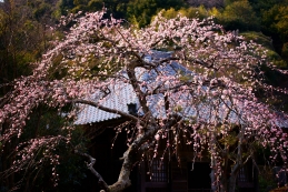 しだれ梅　海蔵寺