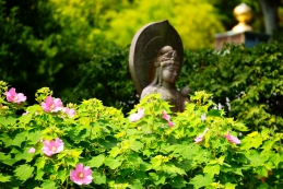 芙蓉　長谷寺