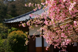 海棠（カイドウ）　光則寺