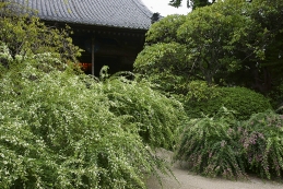 萩　寶戒寺