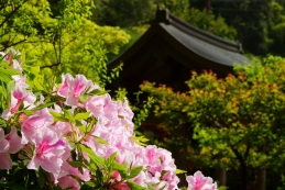 ツツジ　海蔵寺