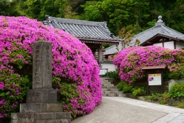 ツツジ　安養院