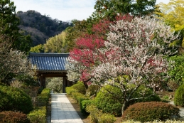 梅　浄妙寺