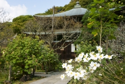 秋名菊　瑞泉寺