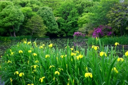 黄菖蒲　平家池（鶴岡八幡宮）