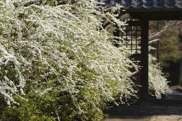 雪柳　海蔵寺