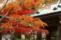 紅葉　海蔵寺