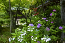 紫陽花　浄光明寺