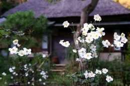 秋名菊　浄智寺