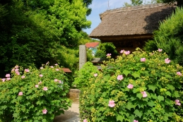 芙蓉　極楽寺