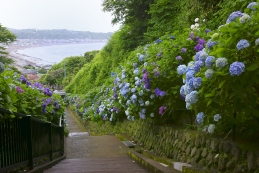 紫陽花　成就院