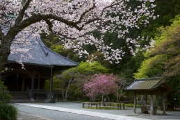 桜　妙本寺