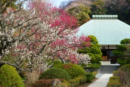 梅　浄妙寺