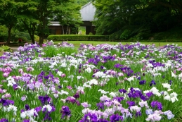 花菖蒲　明月院