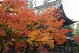 紅葉　円覚寺