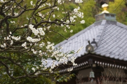 梅　長谷寺