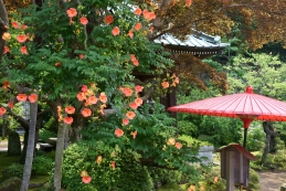 凌霄花（ノウゼンカズラ）　海蔵寺