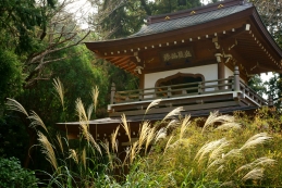 ススキ　浄智寺