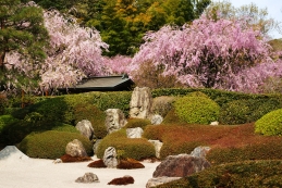 しだれ桜　明月院