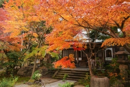 紅葉　覚園寺