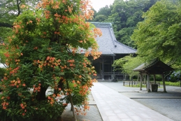 凌霄花（ノウゼンカズラ）　妙本寺